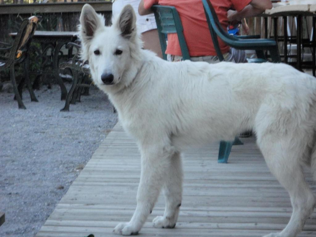 Parc Residentiel De Loisir : Le Loup Blanc Du Riou Hotel Barcelonnette Kültér fotó